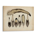 Plumas Vintage Vii | Cuadro decorativo de Canvas Lab