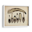 Plumas Vintage Vii | Cuadro decorativo de Canvas Lab