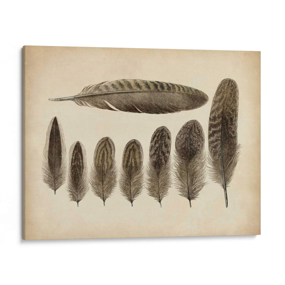 Plumas Vintage Viii | Cuadro decorativo de Canvas Lab