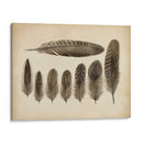 Plumas Vintage Viii | Cuadro decorativo de Canvas Lab