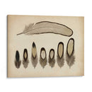 Plumas Vintage Ix | Cuadro decorativo de Canvas Lab