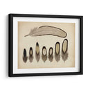 Plumas Vintage Ix | Cuadro decorativo de Canvas Lab