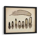 Plumas Vintage Ix | Cuadro decorativo de Canvas Lab