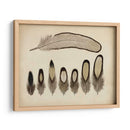 Plumas Vintage Ix | Cuadro decorativo de Canvas Lab