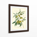 Aceitunas Ascolane - Elissa Della-Piana | Cuadro decorativo de Canvas Lab