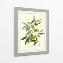 Aceitunas Ascolane - Elissa Della-Piana | Cuadro decorativo de Canvas Lab