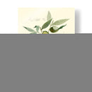 Aceitunas Ascolane - Elissa Della-Piana | Cuadro decorativo de Canvas Lab