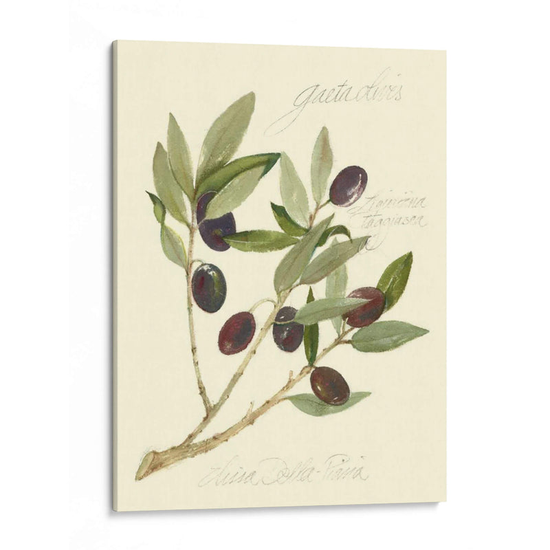 Aceitunas Gaeta - Elissa Della-Piana | Cuadro decorativo de Canvas Lab