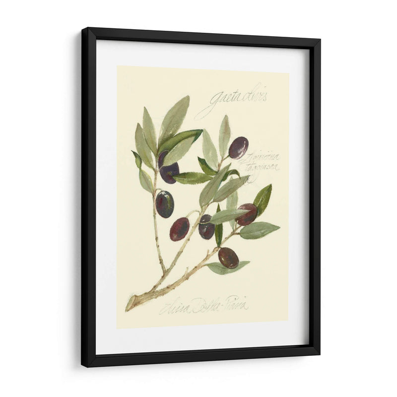 Aceitunas Gaeta - Elissa Della-Piana | Cuadro decorativo de Canvas Lab