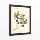 Aceitunas Gaeta - Elissa Della-Piana | Cuadro decorativo de Canvas Lab