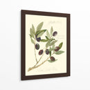 Aceitunas Gaeta - Elissa Della-Piana | Cuadro decorativo de Canvas Lab