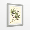 Aceitunas Gaeta - Elissa Della-Piana | Cuadro decorativo de Canvas Lab