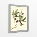 Aceitunas Gaeta - Elissa Della-Piana | Cuadro decorativo de Canvas Lab
