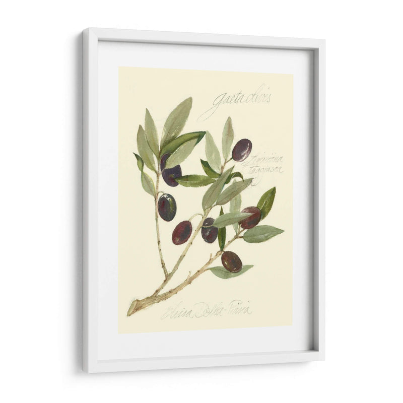 Aceitunas Gaeta - Elissa Della-Piana | Cuadro decorativo de Canvas Lab