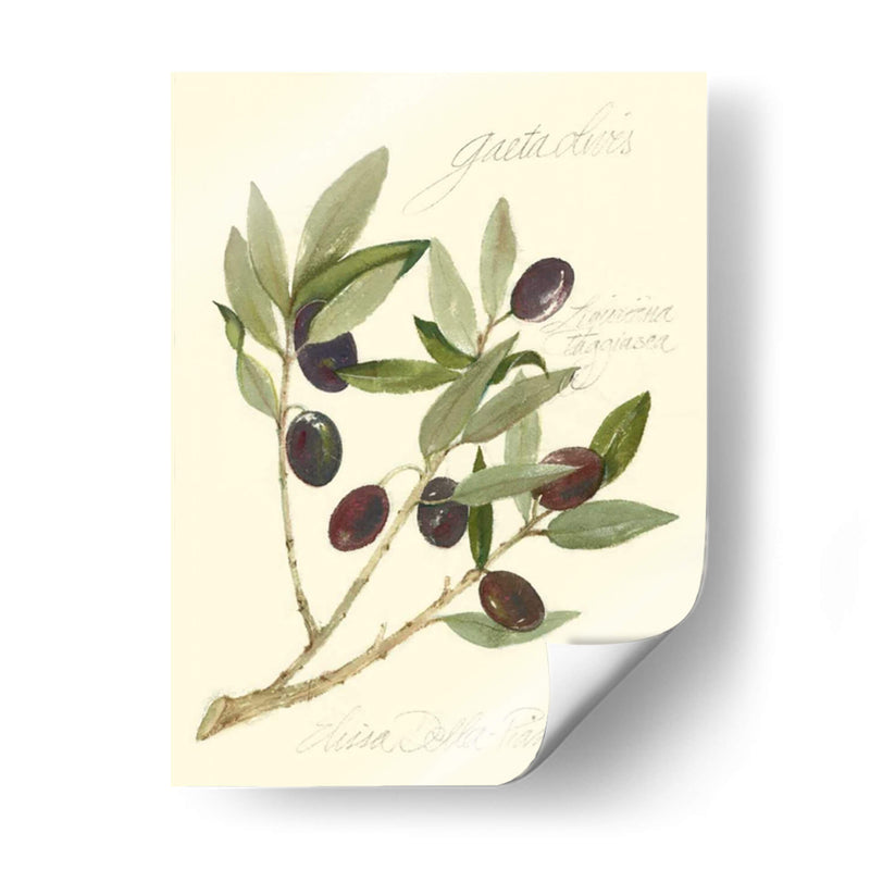 Aceitunas Gaeta - Elissa Della-Piana | Cuadro decorativo de Canvas Lab