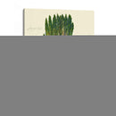 Officinalis De Espárragos - Elissa Della-Piana | Cuadro decorativo de Canvas Lab