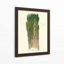 Officinalis De Espárragos - Elissa Della-Piana | Cuadro decorativo de Canvas Lab