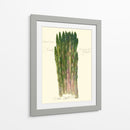 Officinalis De Espárragos - Elissa Della-Piana | Cuadro decorativo de Canvas Lab