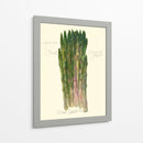 Officinalis De Espárragos - Elissa Della-Piana | Cuadro decorativo de Canvas Lab