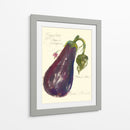 Berenjena Solanum Melongena - Elissa Della-Piana | Cuadro decorativo de Canvas Lab