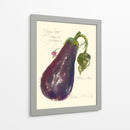 Berenjena Solanum Melongena - Elissa Della-Piana | Cuadro decorativo de Canvas Lab