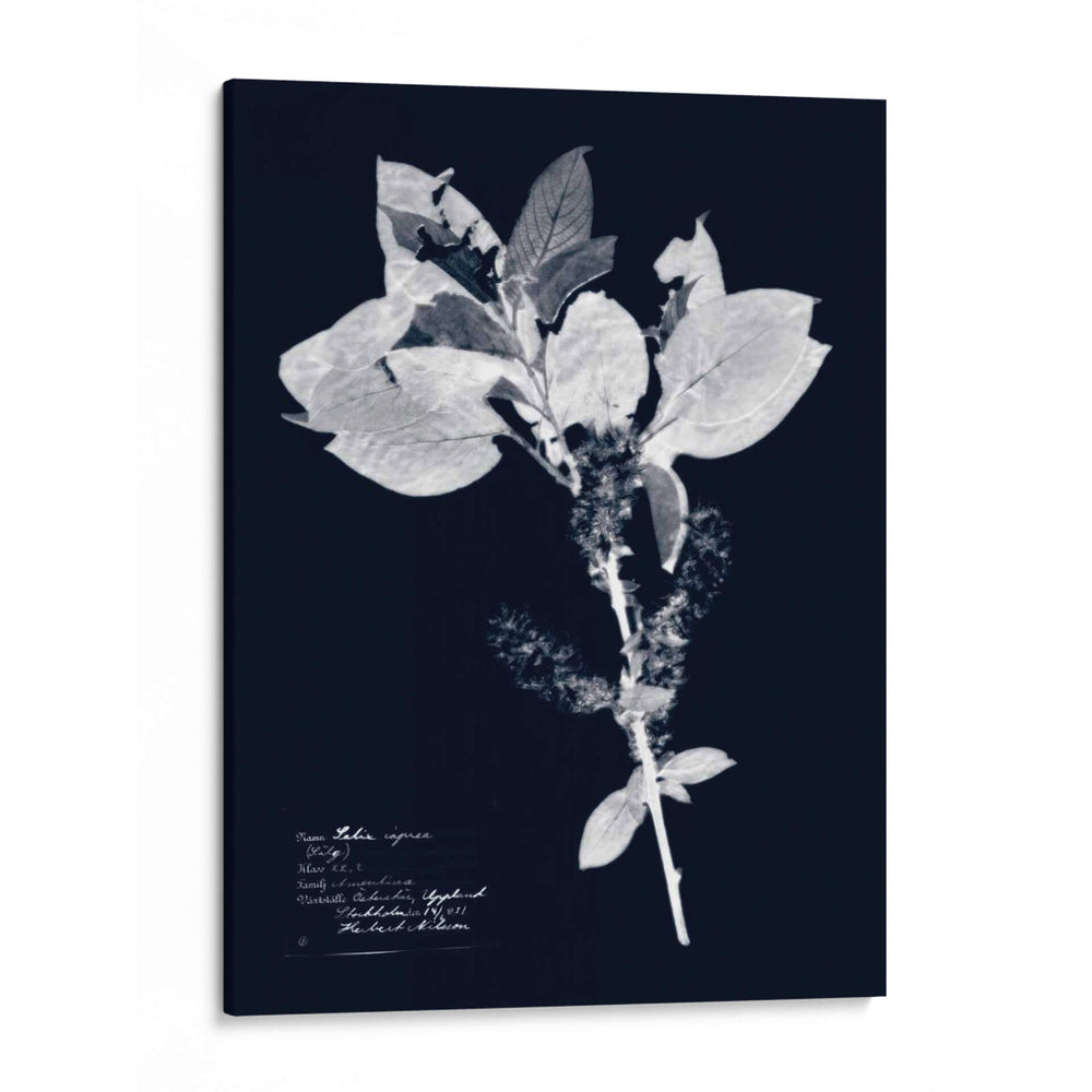Impresiones En Indigo I - Vision Studio | Cuadro decorativo de Canvas Lab