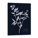 Impresiones En Indigo Iii - Vision Studio | Cuadro decorativo de Canvas Lab