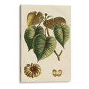 Pequeño Follaje Estacional I - Vision Studio | Cuadro decorativo de Canvas Lab