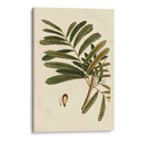 Pequeño Follaje Estacional Ii - Vision Studio | Cuadro decorativo de Canvas Lab