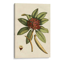 Pequeño Follaje Estacional Iii - Vision Studio | Cuadro decorativo de Canvas Lab