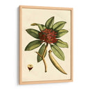 Pequeño Follaje Estacional Iii - Vision Studio | Cuadro decorativo de Canvas Lab