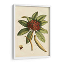 Pequeño Follaje Estacional Iii - Vision Studio | Cuadro decorativo de Canvas Lab