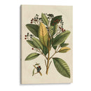 Pequeño Follaje Estacional Iv - Vision Studio | Cuadro decorativo de Canvas Lab