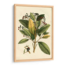 Pequeño Follaje Estacional Iv - Vision Studio | Cuadro decorativo de Canvas Lab