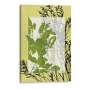 Pequeñas Flores Silvestres Translúcidas Iii - Jennifer Goldberger | Cuadro decorativo de Canvas Lab