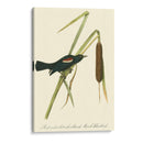 Audubons Blackbird - John James Audubon | Cuadro decorativo de Canvas Lab
