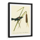 Audubons Blackbird - John James Audubon | Cuadro decorativo de Canvas Lab