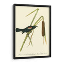 Audubons Blackbird - John James Audubon | Cuadro decorativo de Canvas Lab