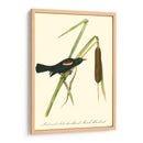 Audubons Blackbird - John James Audubon | Cuadro decorativo de Canvas Lab