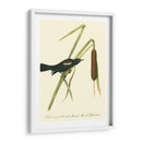 Audubons Blackbird - John James Audubon | Cuadro decorativo de Canvas Lab