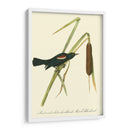 Audubons Blackbird - John James Audubon | Cuadro decorativo de Canvas Lab