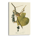 Audubons Finch - John James Audubon | Cuadro decorativo de Canvas Lab
