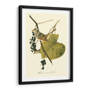 Audubons Finch - John James Audubon | Cuadro decorativo de Canvas Lab