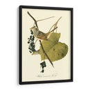 Audubons Finch - John James Audubon | Cuadro decorativo de Canvas Lab