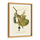 Audubons Finch - John James Audubon | Cuadro decorativo de Canvas Lab