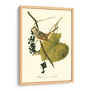 Audubons Finch - John James Audubon | Cuadro decorativo de Canvas Lab