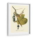 Audubons Finch - John James Audubon | Cuadro decorativo de Canvas Lab