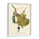 Audubons Finch - John James Audubon | Cuadro decorativo de Canvas Lab
