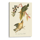 Audubons Warbler - John James Audubon | Cuadro decorativo de Canvas Lab