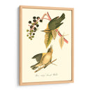 Audubons Warbler - John James Audubon | Cuadro decorativo de Canvas Lab